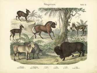 Mammals